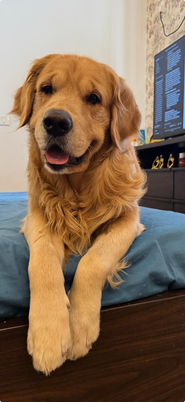 Charlie the Golden Retriever